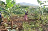 Ituri: 3 cultivateurs kidnappés et des maisons incendiées par les rebelles Codeco en territoire de Djugu
