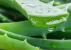 -Aloe vera, une pharmacie miniature incontestable de toutes les plantes