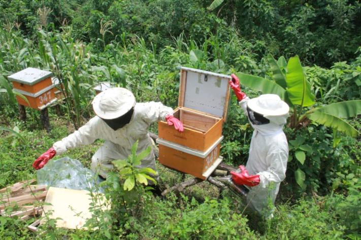Beni : l’apiculture, une alternative de résilience pour les agriculteurs