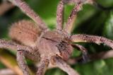 Troubles de l’érection: vers un traitement prometteur à partir d'un venin d'une araignée 
