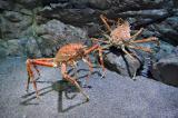 L’araignée de mer est-elle un crabe ?