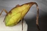 Chine: Découverte d'une nouvelle espèce d'araignée qui se camoufle en feuille