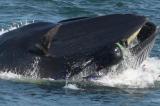 Afrique du Sud : une baleine avale un plongeur avant de le recracher vivant