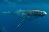 La baleine bleue redevient l’animal le plus lourd ayant jamais vécu sur Terre