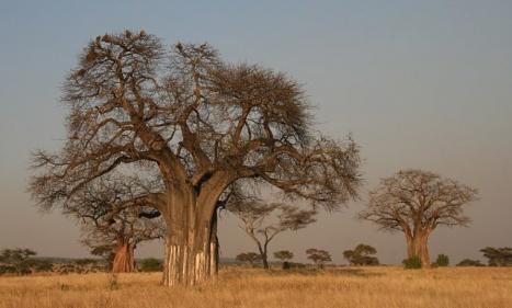 Infos congo - Actualités Congo - -Les plus anciens baobabs d’Afrique sont en train de mourir