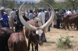 Bas-Uele : « Cohabitation impossible entre les éleveurs Mbororo et la population locale » (DCDBU)