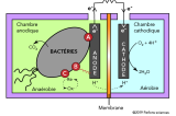 Et si les batteries fonctionnaient aux bactéries ?