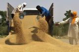 Interdiction d'exportation du blé par l'Inde: agriculteurs et négociants furieux d'avoir été privés d'une aubaine  