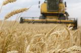Blé : le prix du blé bondit après le retrait de la Russie de l'accord sur les exportations ukrainiennes