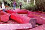 Haut-Katanga: une ONG alerte sur la reprise de l’exploitation du bois rouge