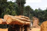 Kwilu : les exploitants forestiers illégaux invités à se conformer à la loi !