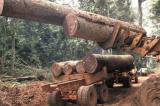 Haut-Katanga : 14 Chinois accusés de trafic illégal de bois rouge arrêtés