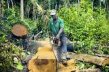 Environnement : Un laboratoire GPRS pour en finir avec le trafic du bois