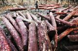 Environnement : saignée de bois rouge dans le Haut-Katanga