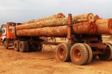 Trafic de bois de rose vers la Chine : le Sénégal est 