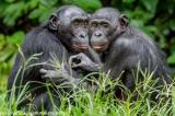Le singe : le chromosome Y évolue plus rapidement que le X