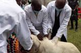 Kwilu-Kwango : plus de 10.000 têtes bovines vaccinées pour lutter contre la pasterolose