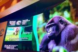 Brazzaville accueille le sommet de trois grands bassins forestiers du monde