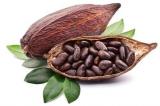 L’Association des exportateurs de cacao décrète un arrêt des achats de produits agricoles d’exportation