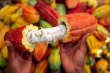 Le marché de cacao devrait accuser un déficit de 439.000 tonnes en 2023/2024