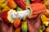 Le cacao enregistre une hausse de prix cette semaine en RDC