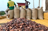 Nord-Kivu : des tonnes de cacao frauduleux saisies à Beni seront vendues pour financer le développement provincial