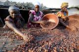 Lubero : plus de 10 tonnes de café traversent « frauduleusement » vers l’Ouganda