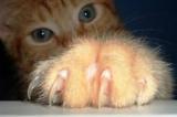 Maladie des griffes du chat : les poils aussi peuvent contaminer