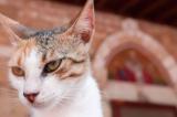 Costa Rica : un chat portant des téléphones portables en prison a été capturé