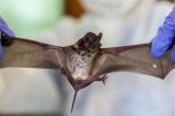 Covid : les spécialistes des chauves-souris trouvent de nouvelles preuves du coronavirus