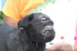 Naissance d'une chèvre cyclope en Inde
