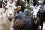 Haut-Uele : plus de 700 caprins décimés par la peste des petits ruminants à Faradje