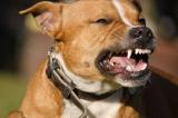 Kwilu : 72 cas de morsures des chiens dont trois morts à Mateko (Société civile)