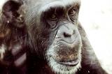 Ces chimpanzés qui veulent se faire manger