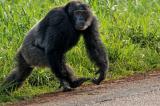 Tshopo : un chimpanzé blesse des gens à Kabondo
