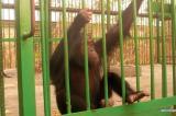 Lubumbashi : les 3 bébés chimpanzé kidnappés au jardin zoologique restent introuvables