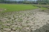 Chine : la chaleur et la sécheresse menacent les récoltes et inquiètent les autorités