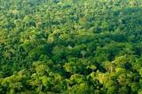 COP 30  : La RDC compte tirer pleinement parti de ses vastes forêts en devenant un acteur clé du marché carbone mondial