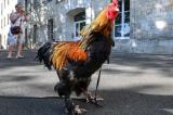 Un coq accusé de nuisance sonore gagne son procès