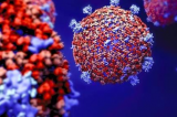 Le coronavirus en 7 points