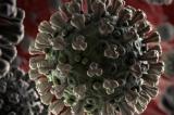 Covid-19 et Sras : deux épidémies provoquées par des coronavirus émergents