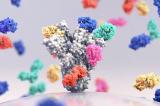 Bonne nouvelle face au Covid-19 : nos anticorps sont capables de tuer le virus