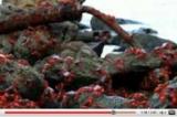 La migration de millions de crabes rouges filmée sur l'île de Christmas 