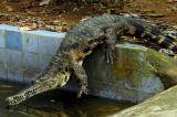 Le crocodile à museau mince, le plus rare d'Afrique est menacé d'extinction