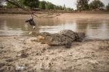 Burkina Faso : les crocodiles, ces meilleurs amis de l’homme