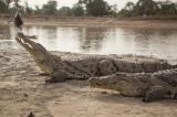 Coronavirus au Rwanda : un homme qui a violé le confinement « tué par un crocodile »