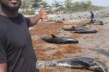 Au Ghana, une soixantaine de dauphins et des poissons retrouvés échoués sur les côtes