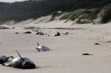 Australie: quelque 230 dauphins échoués sur une plage, «environ la moitié» présumés morts (photos)