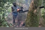 Kongo central : le maire de Boma alerte sur l’intense activité de déforestation dans la réserve de biosphère de Luki  