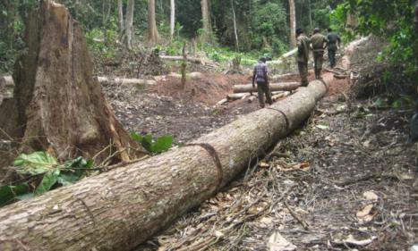 Infos congo - Actualités Congo - -Kongo central : le maire de Boma alerte sur l’intense activité de déforestation dans la...